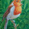 Stanley Bird - Sweet Robin