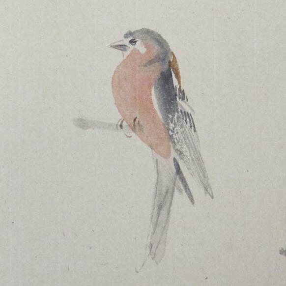 Claire Harkess RSW - Chaffinch